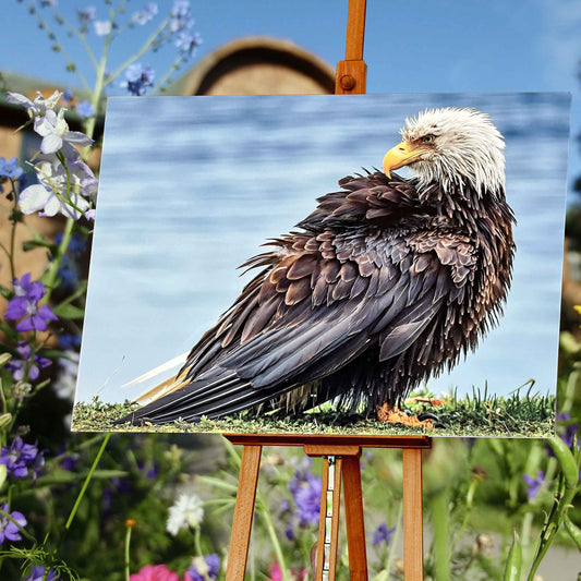 Bald Eagle