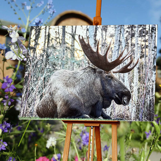 Bull Moose