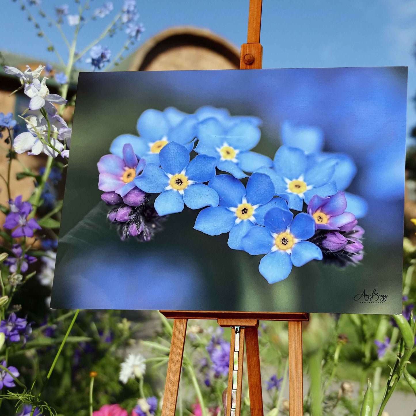 Forget-Me-Nots