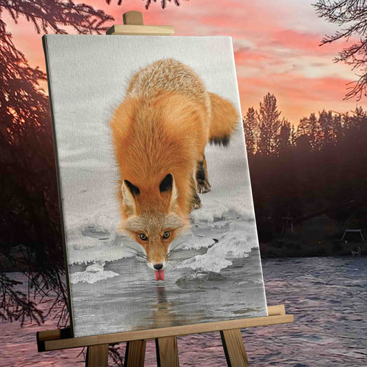 Fox Drinking