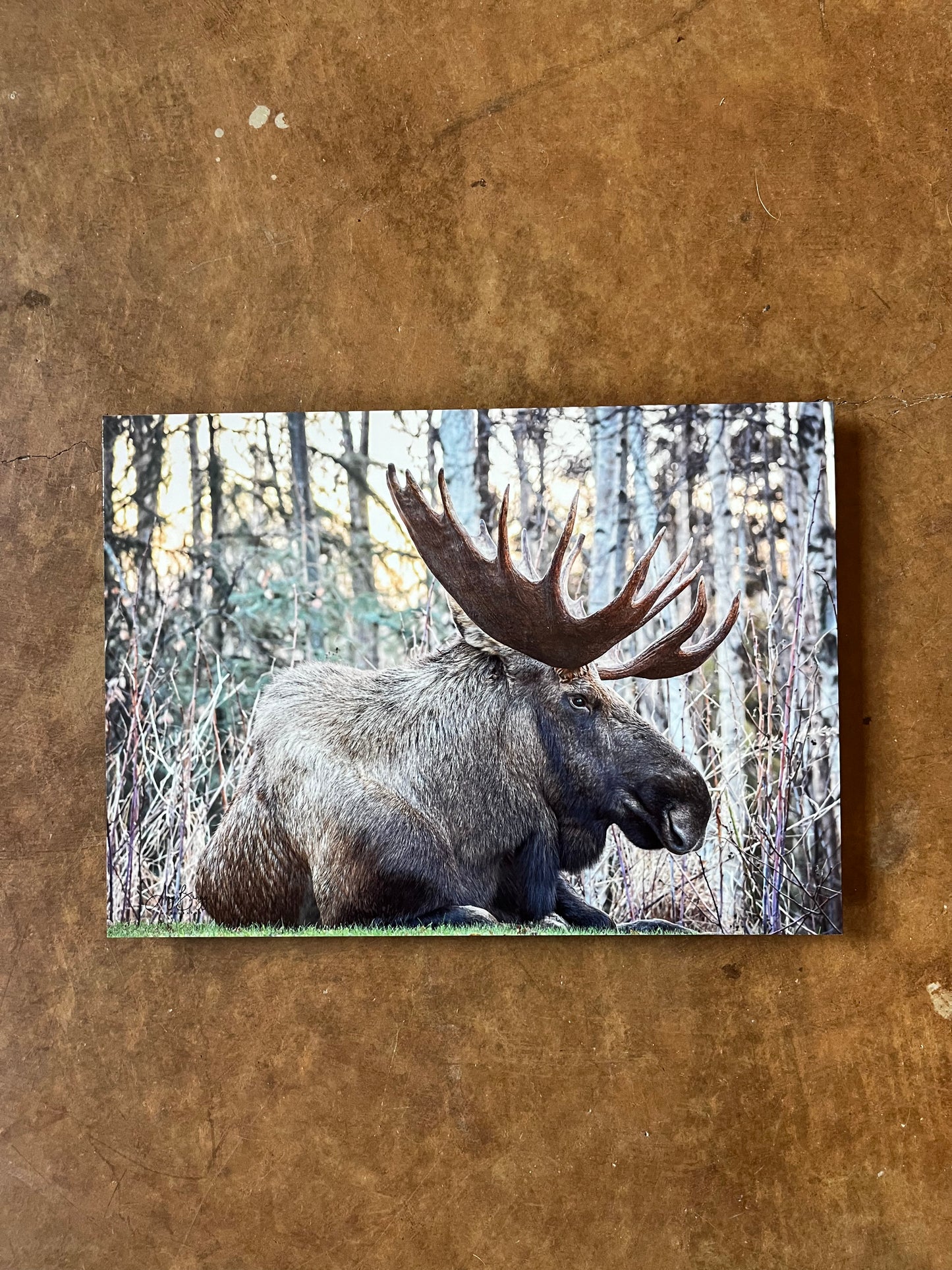 Bull Moose