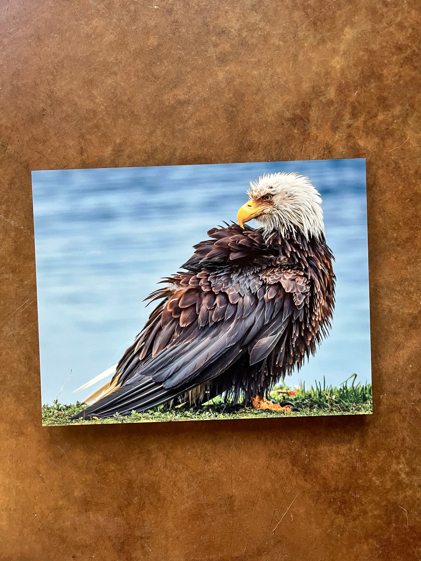 Bald Eagle