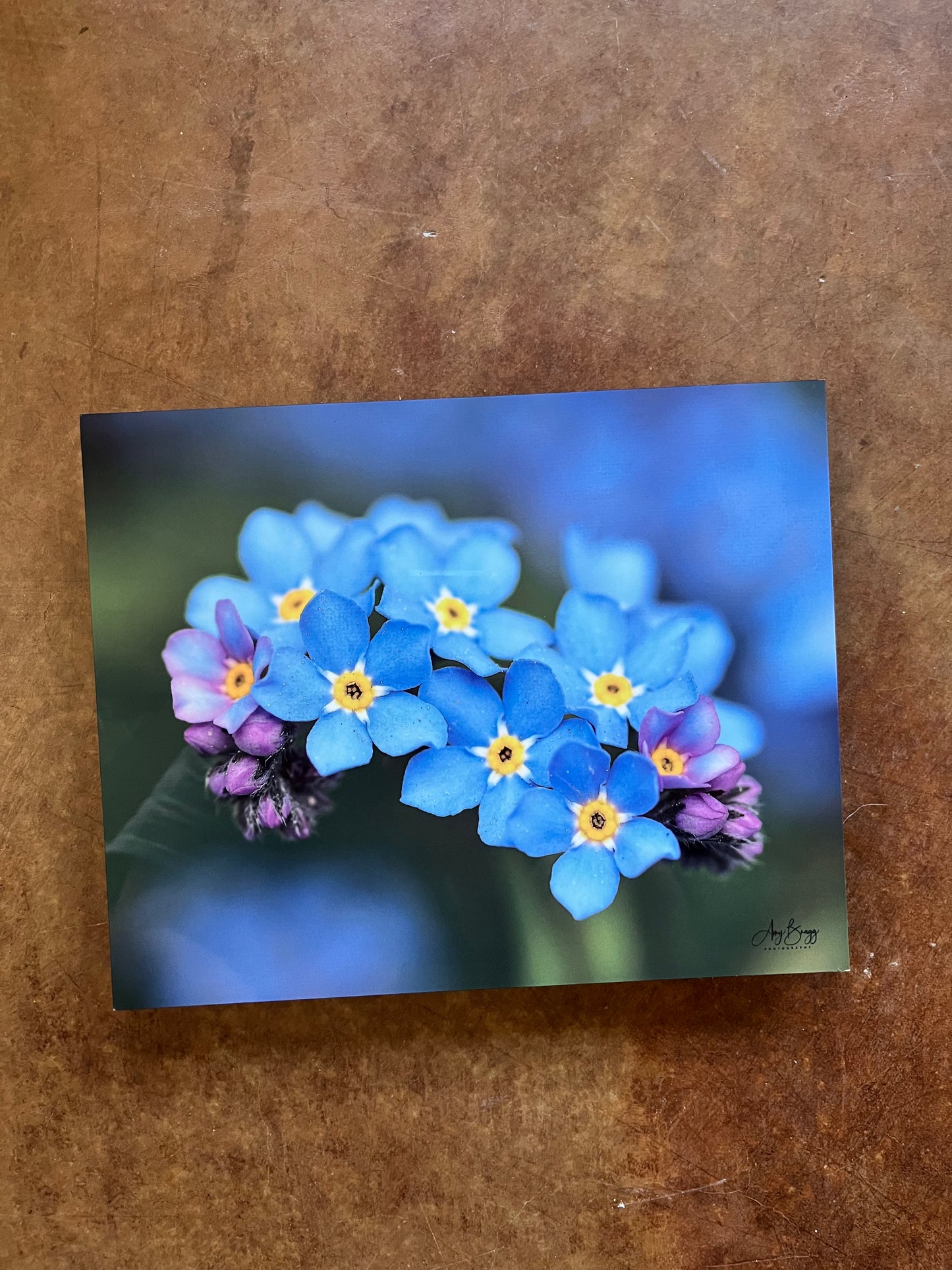 Forget-Me-Nots
