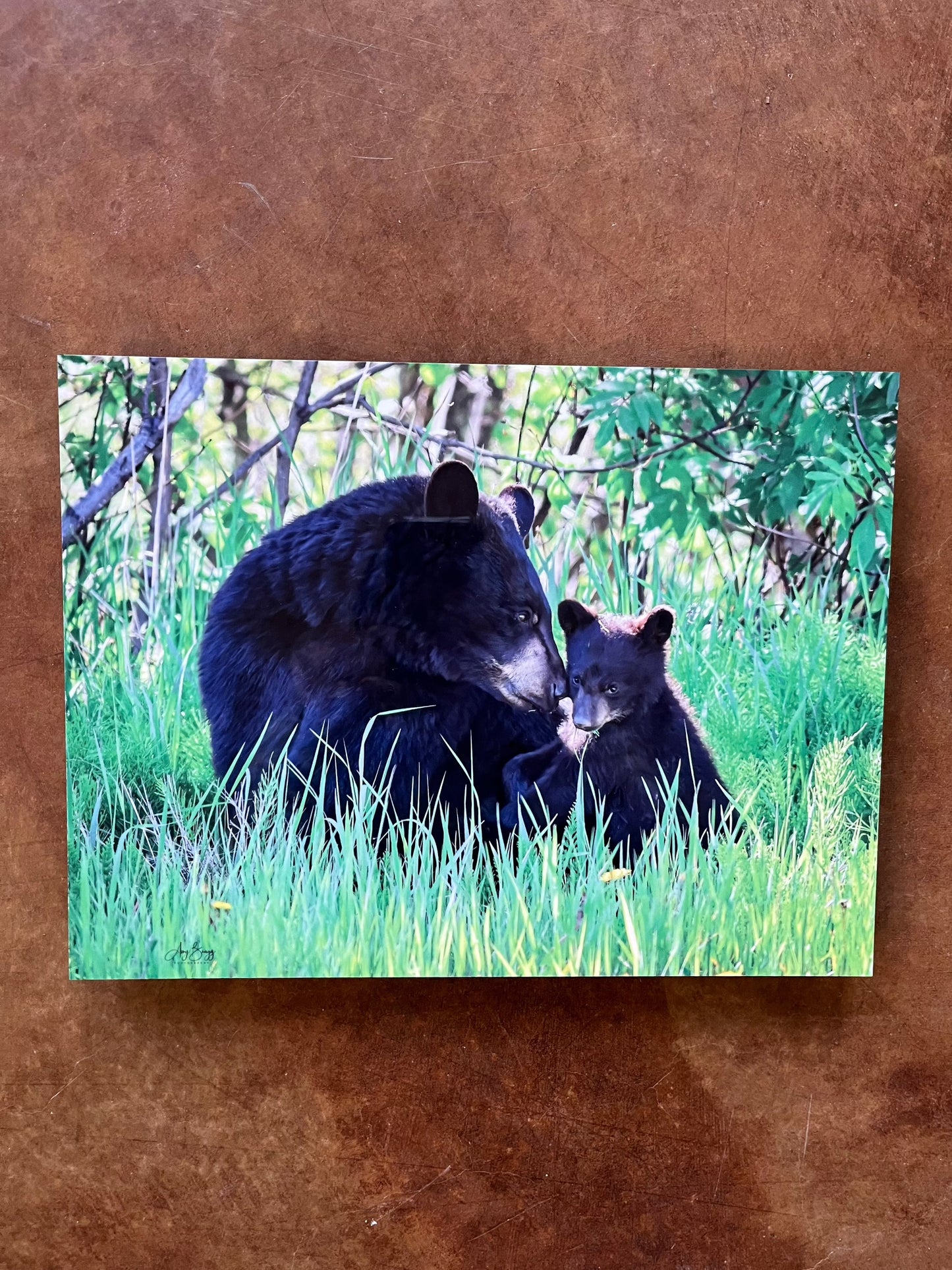 Black Bear & Cub