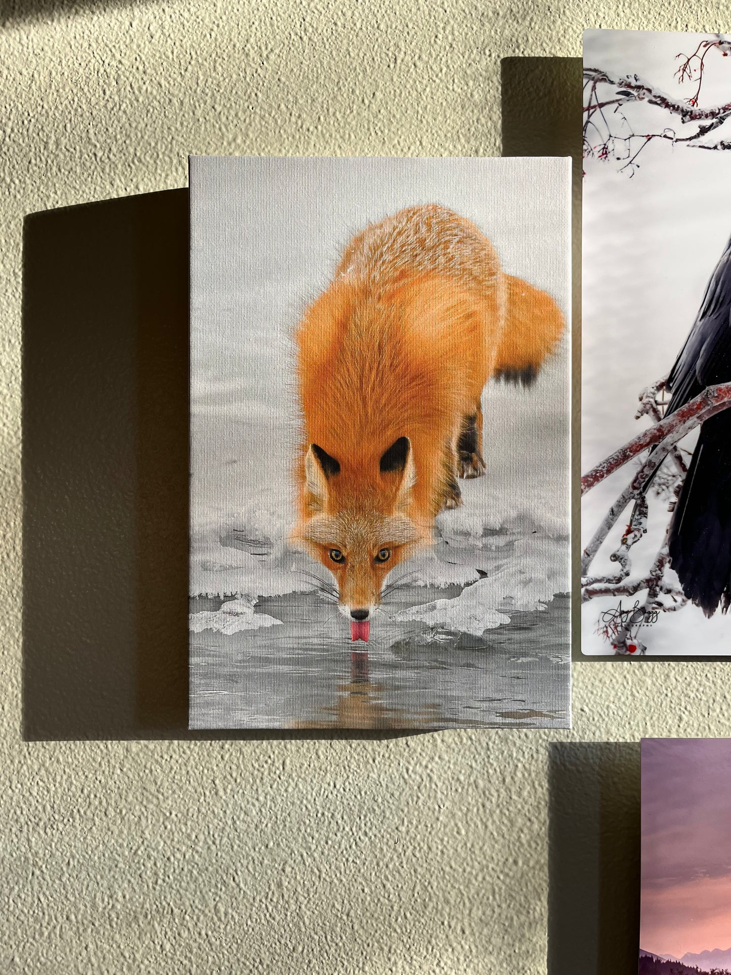 Fox Drinking