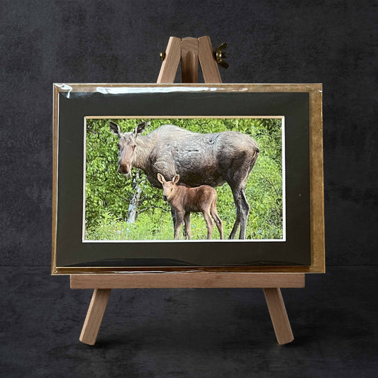 Momma Moose