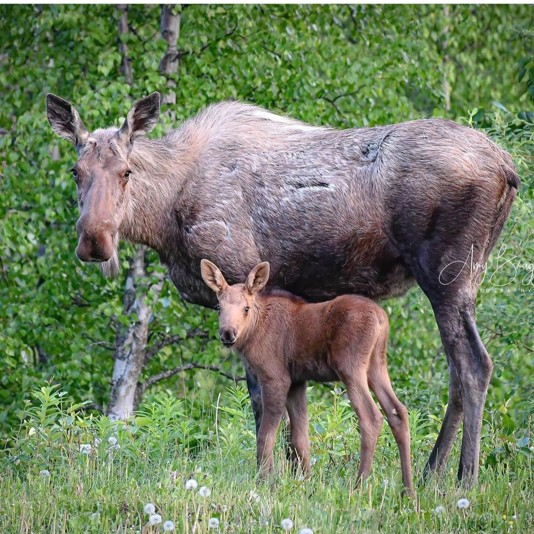 Momma Moose