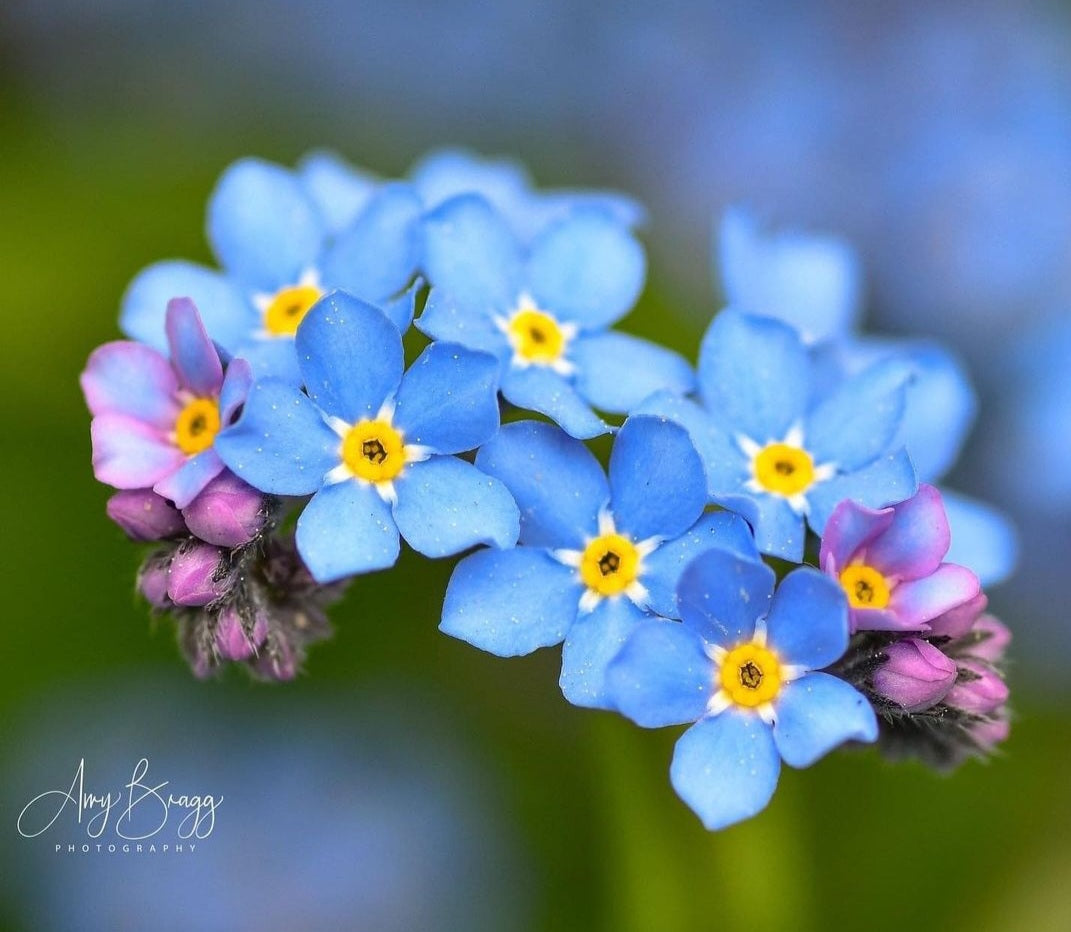 Forget-Me-Nots
