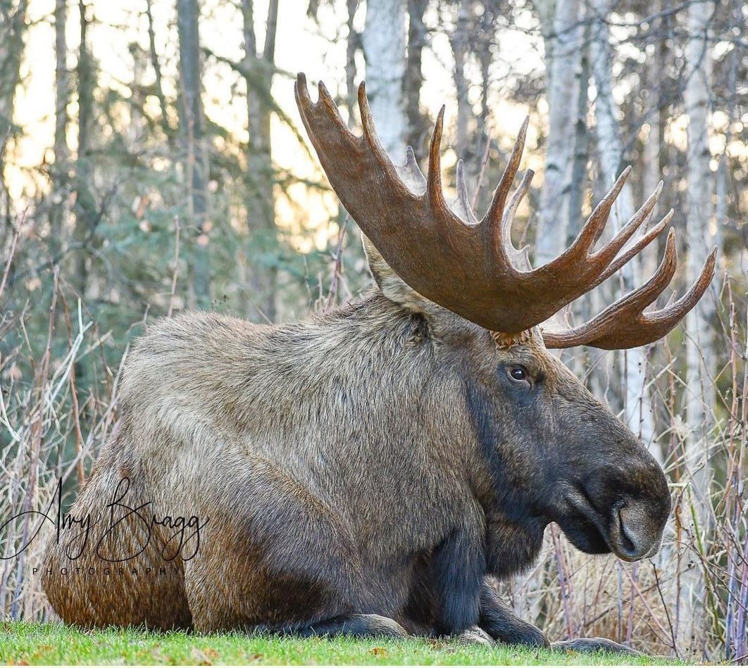 Bull Moose