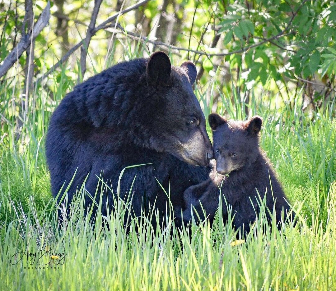 Black Bear & Cub