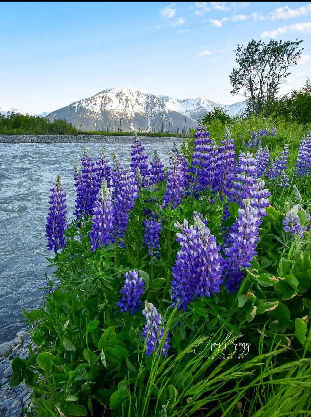 Lupine Along the River