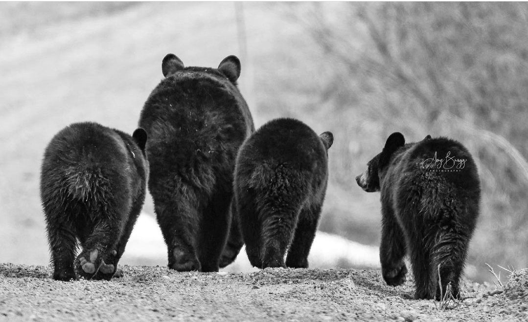 Bear Buns