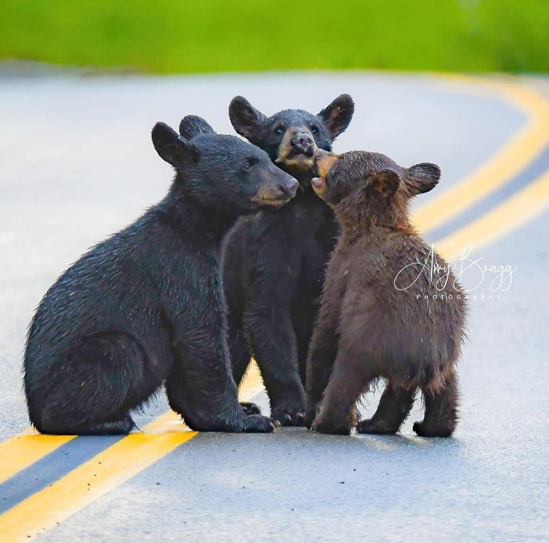 Bears in the Road
