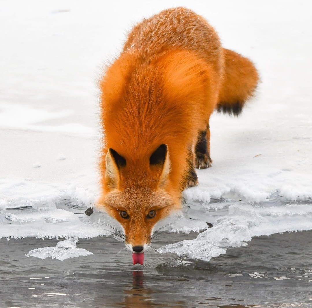 Fox Drinking